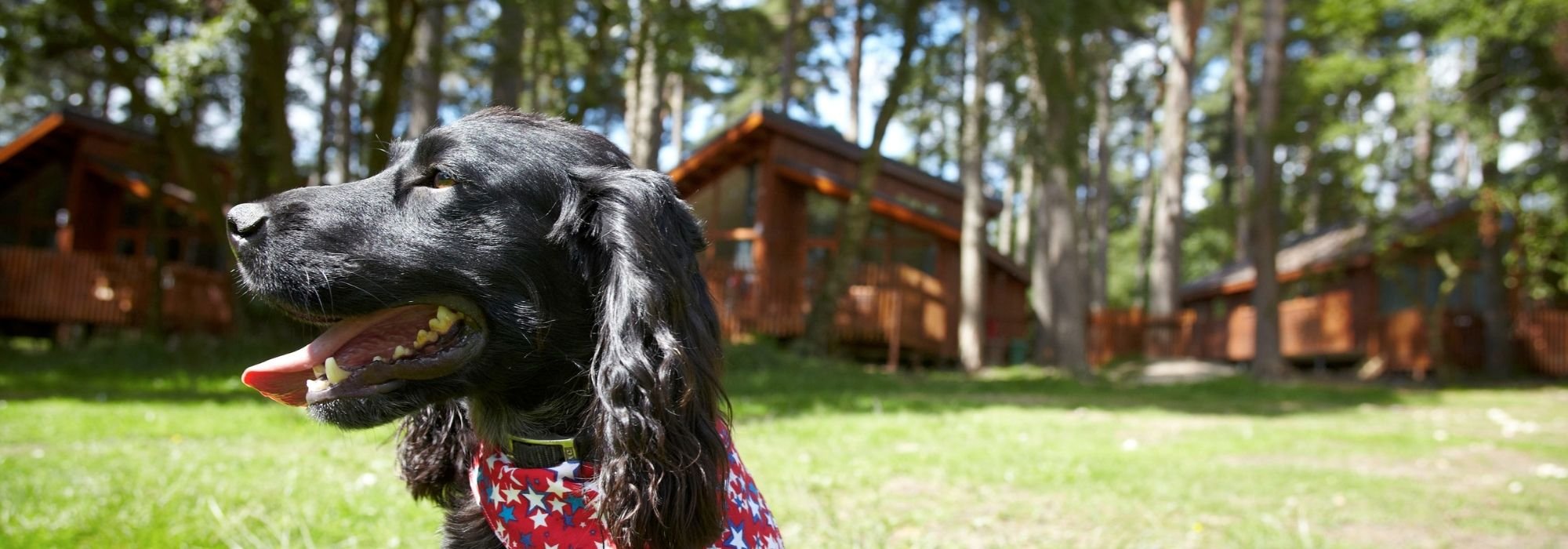 Pet-friendly cabins