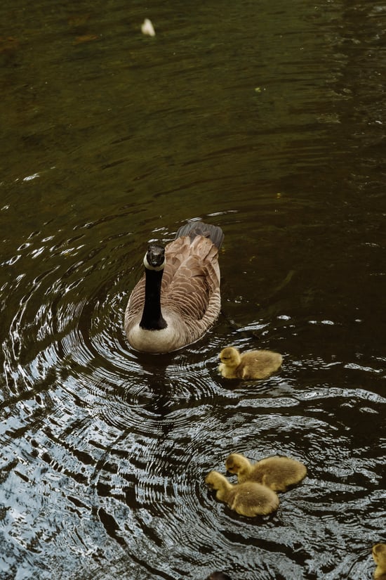 Ducks at Deerpark, Forest Holidays