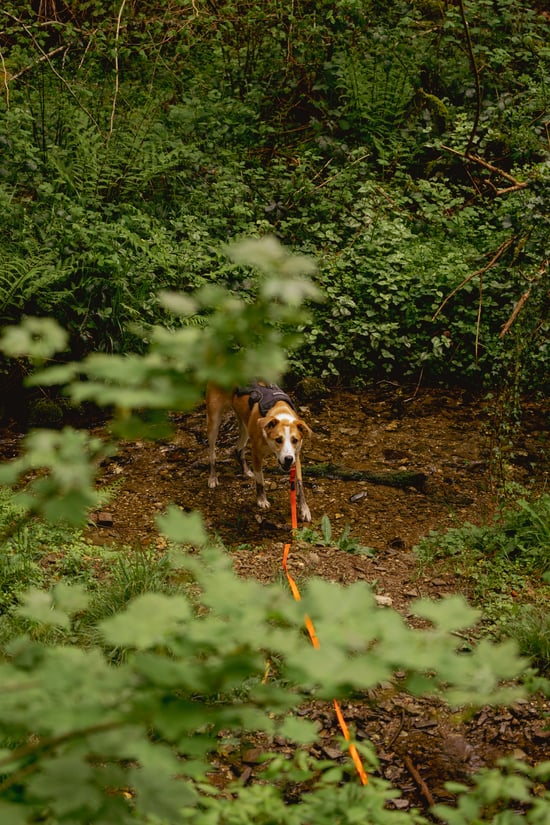 Dog walking in the forest at Deerpark, Forest Holidays