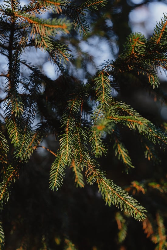 Close up of tree branches