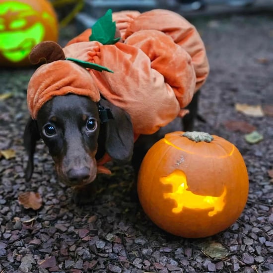 Pumpkins at Forest Holidays