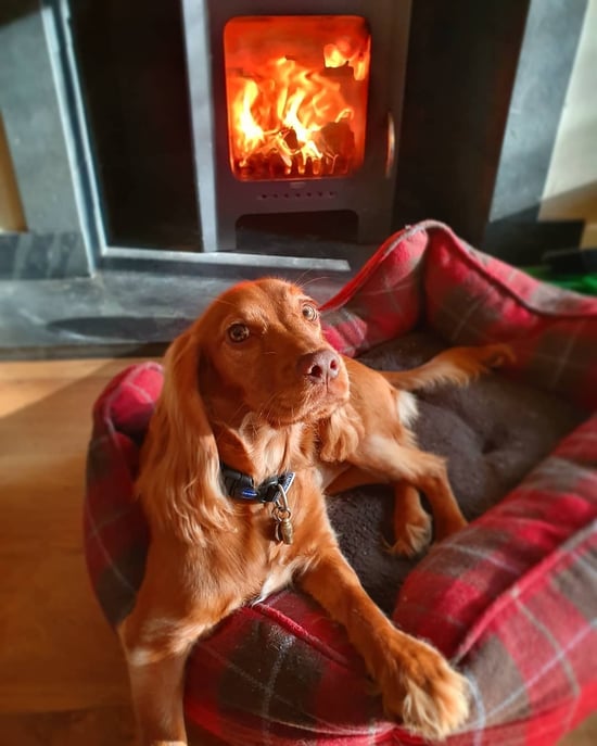 Dog relaxing next to the log burner at Forest Holidays by @gretel_the_hearingdog