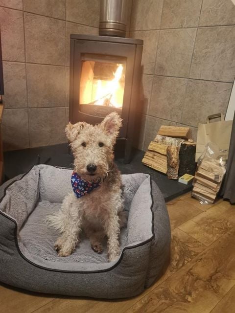 Dog enjoying the fire at Forest Holidays 