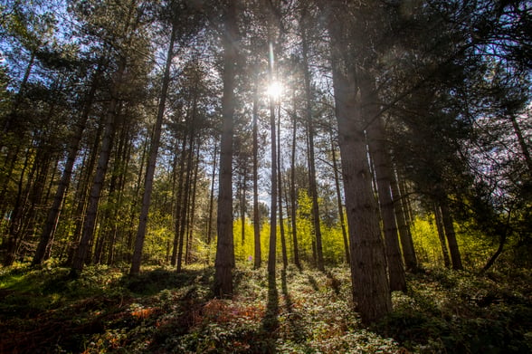 Scots pine