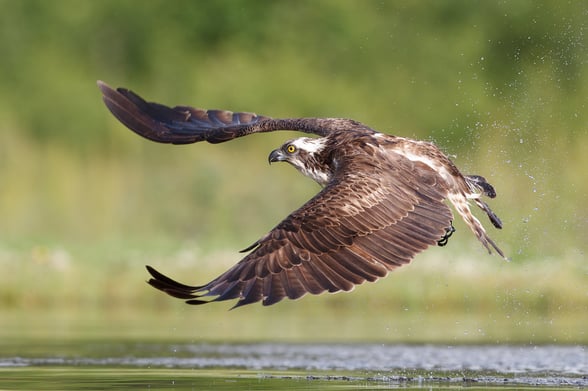 Ospreys