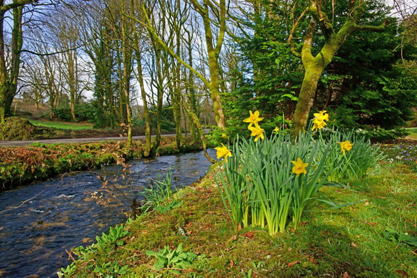 See daffodils in December
