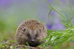 Hedgehog spotted in the forest