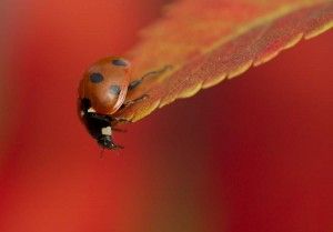 A close up of a ladybird