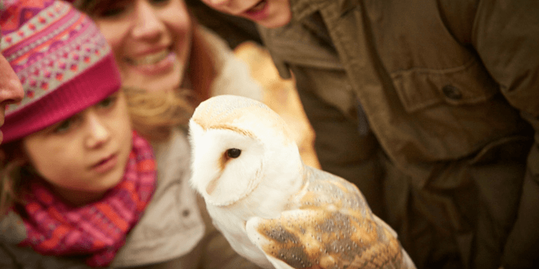 The professor, barn owl at Forest of Dean, Forest Holidays 